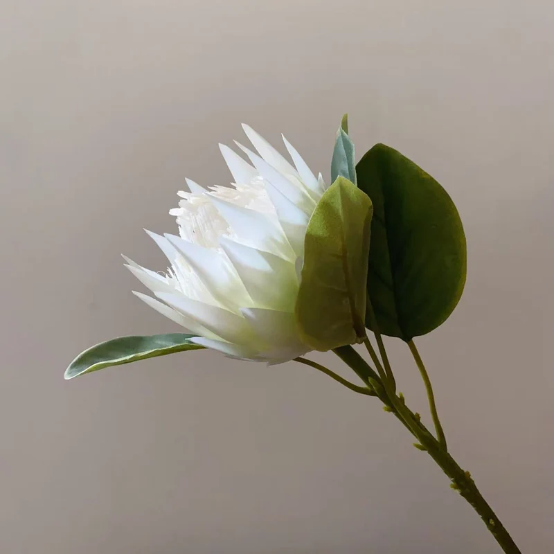 Lebensnahe Dekorative Protea Blumenstängel