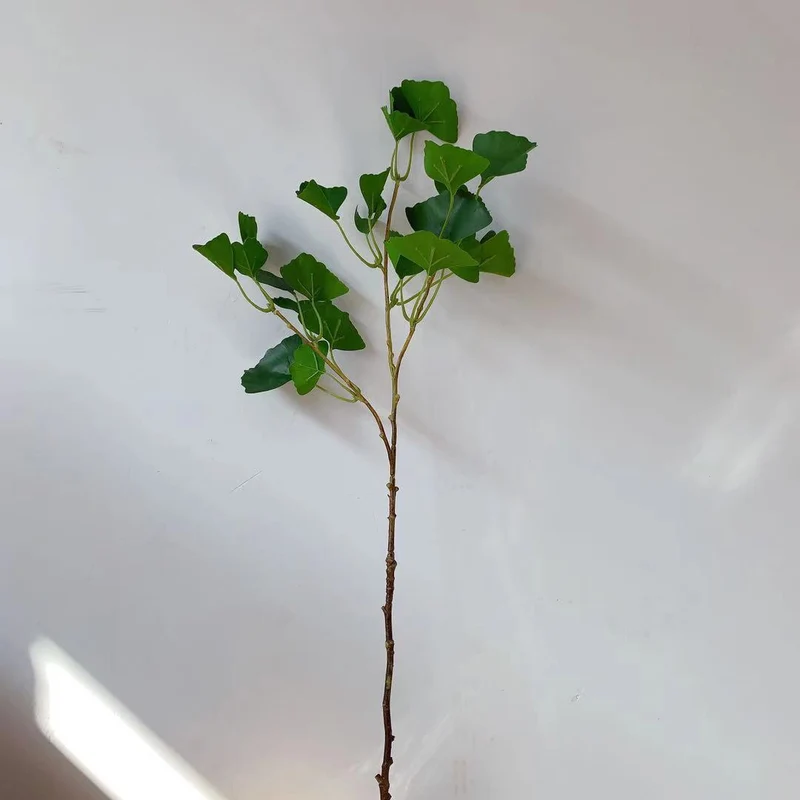 Ginkgo Biloba Dekorativer Stamm
