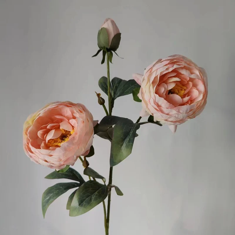 Elegante Pfingstrose Blumenstiel