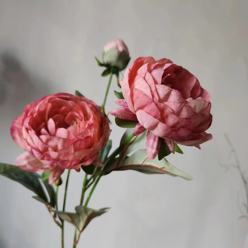 Elegante Pfingstrose Blumenstiel