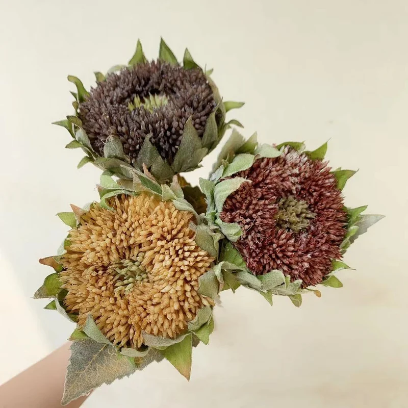 Getrockener Sonnenblumenstängel