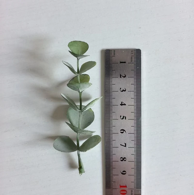 Dekorativer Eukalyptus