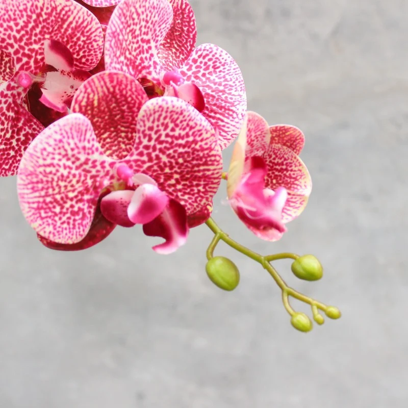 Dekorativer blühender Orchideenstiel
