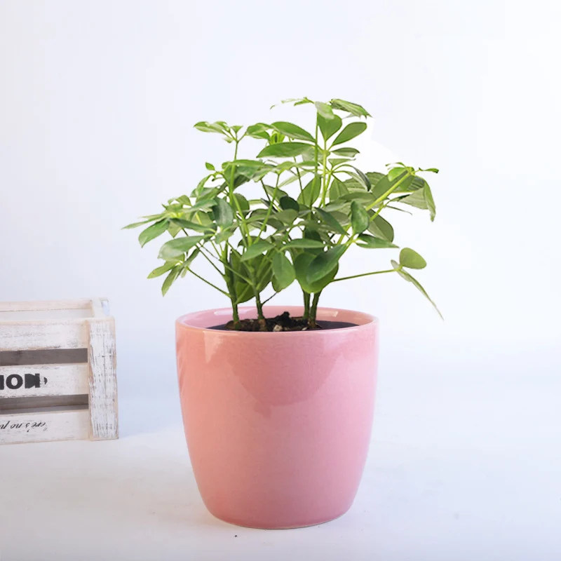 Blumentopf Set Karnz